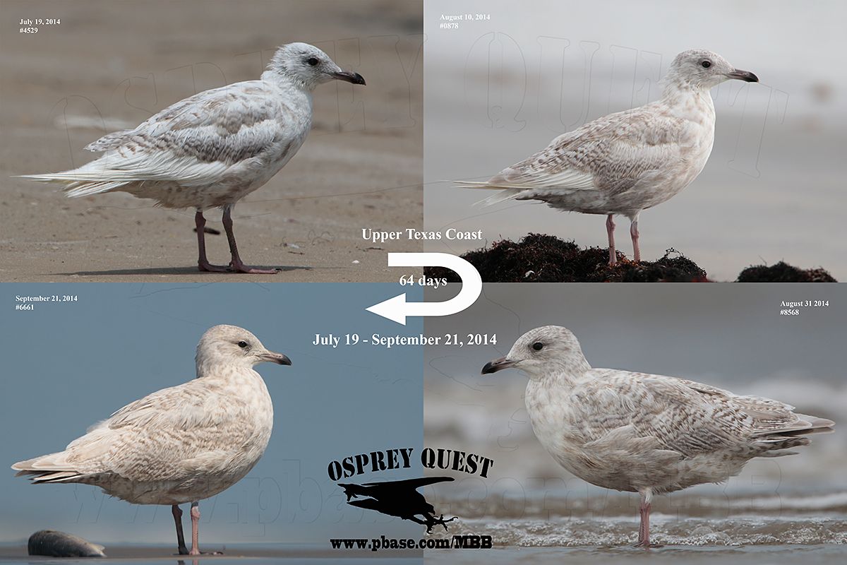 Kumliens gull 07-19_09-21-14.jpg