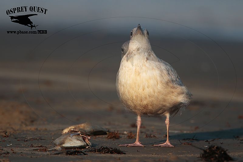 Kumliens gull_MG_2045-6.jpg