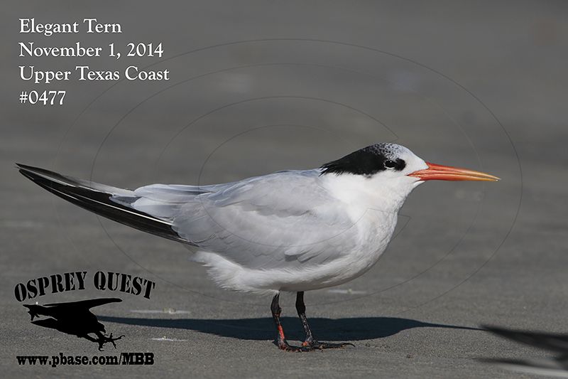 _MG_0477 Elegant Tern.jpg