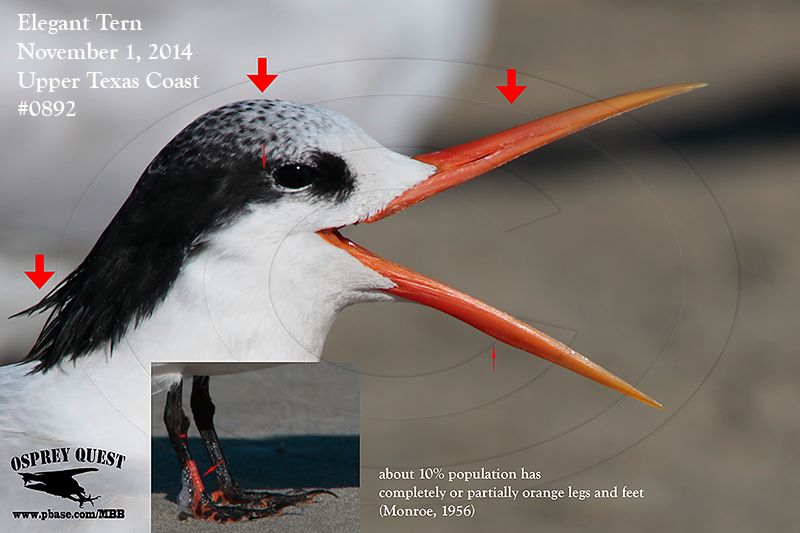 _MG_0892 Elegant Tern.jpg