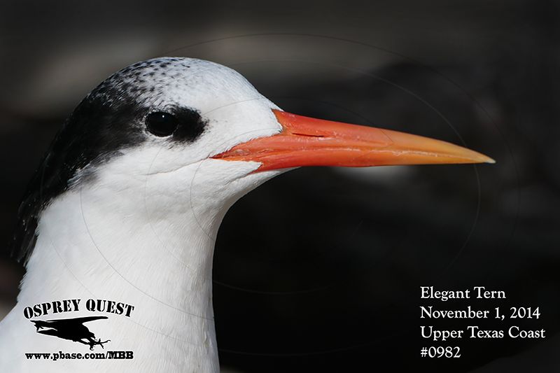 _MG_0982 Elegant Tern.jpg