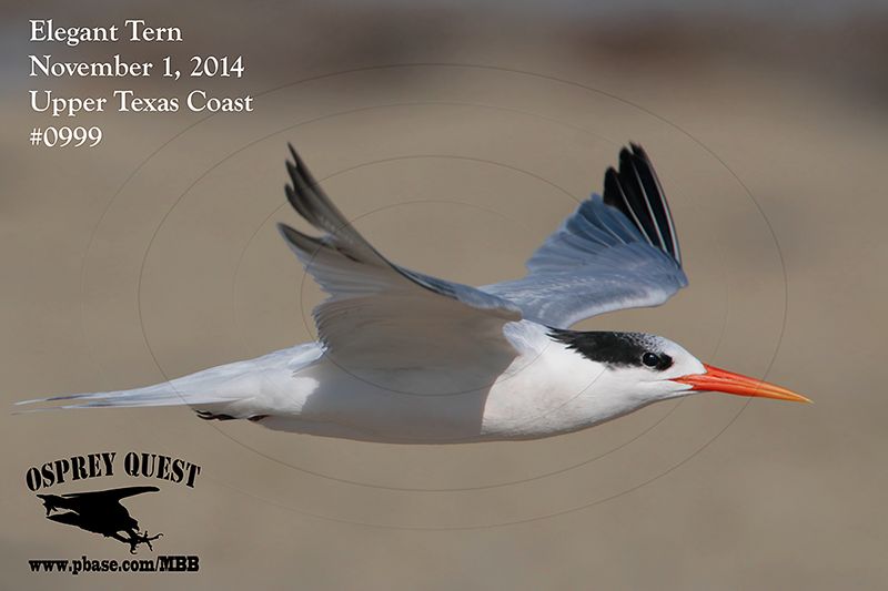 _MG_0999 Elegant Tern.jpg