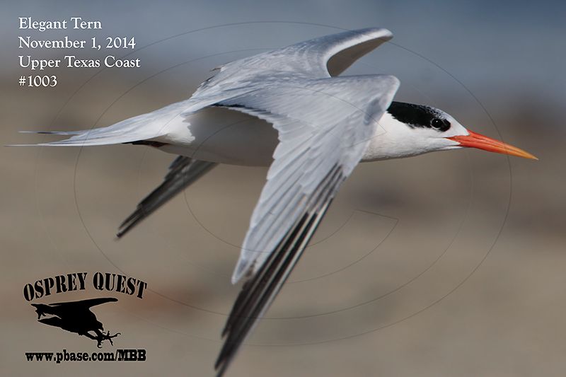 _MG_1003 Elegant Tern.jpg