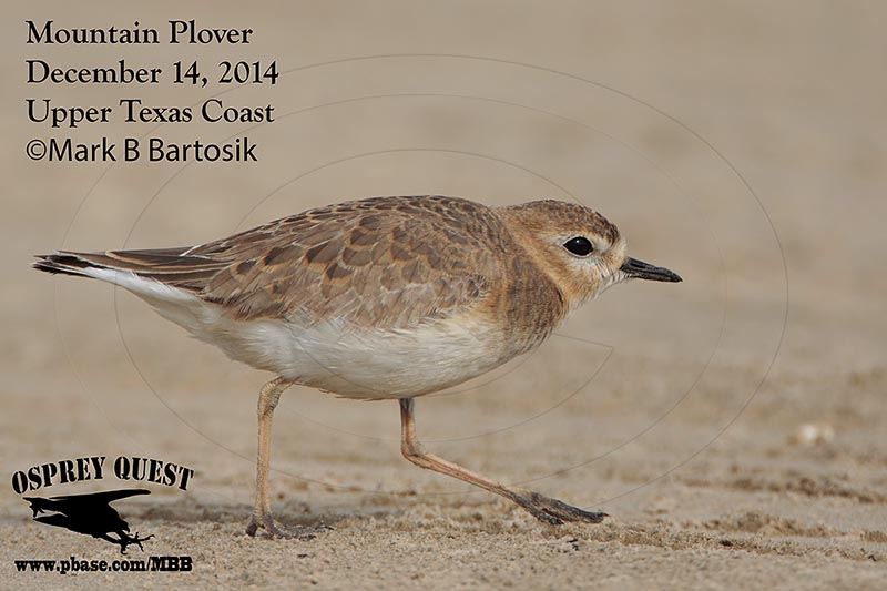 _M5A9243 Mountain Plover.jpg