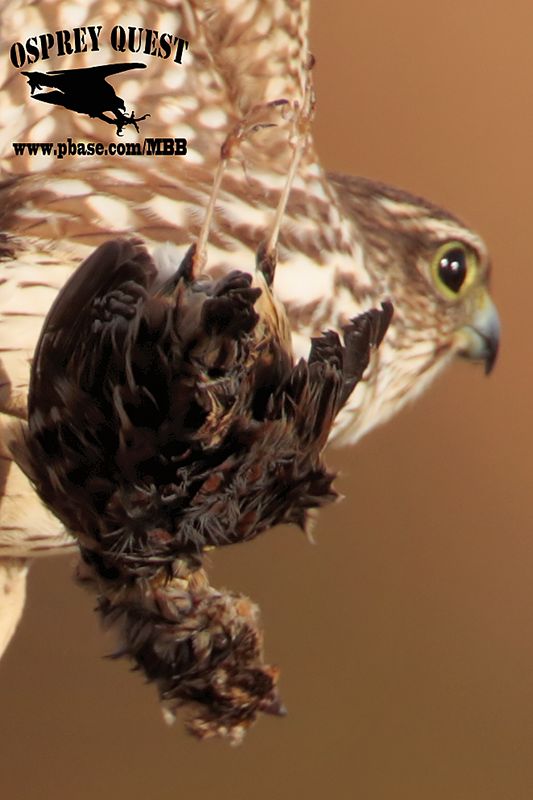 _M5A3018CROP Merlin.jpg