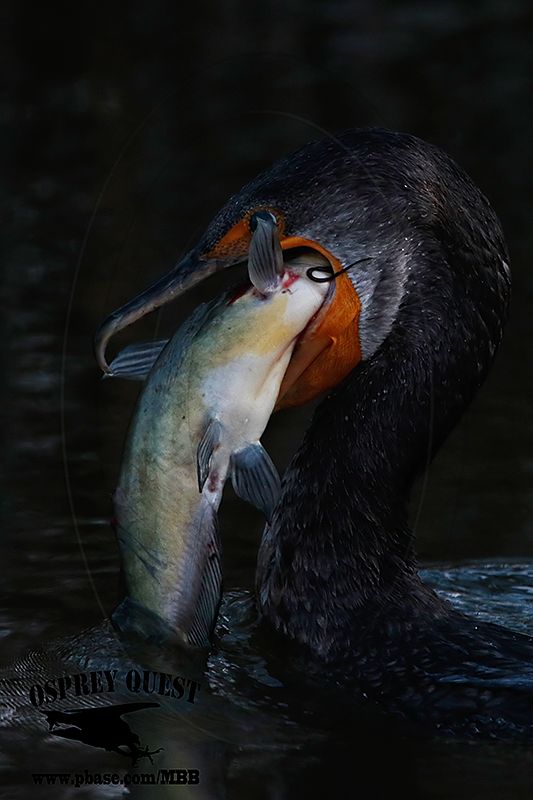 _M5A0738 Double-crested Cormorant.jpg