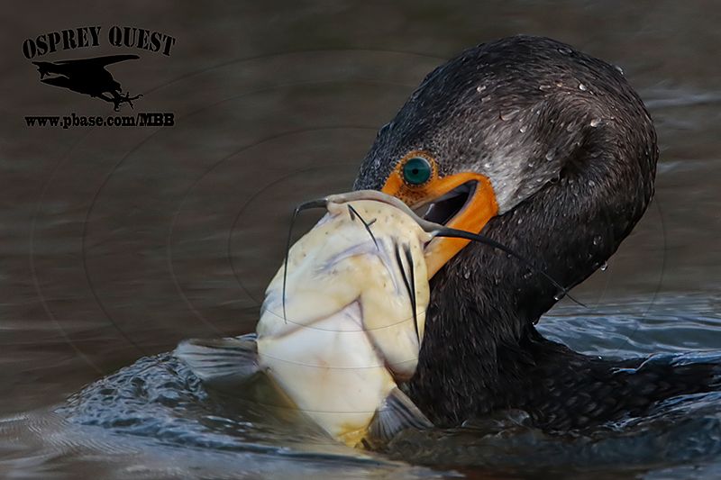 _M5A0773 Double-crested Cormorant.jpg