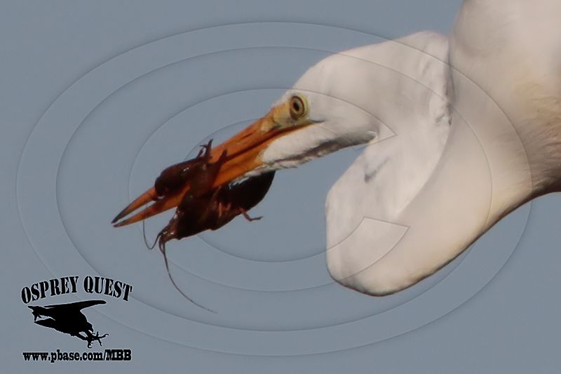 _M5A0373 Great Egret.jpg