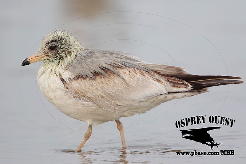 _M5A9532 Ring-billed Gull.jpg