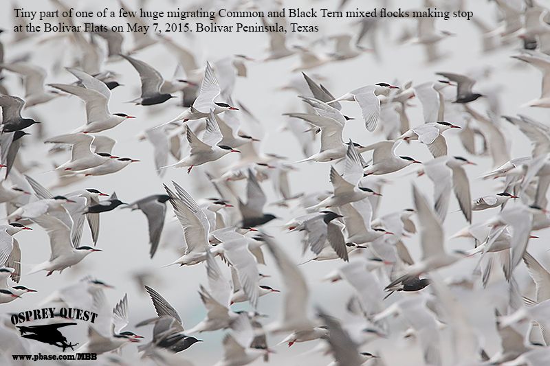 _M5A7450 Common-Black Tern migrating flock.jpg