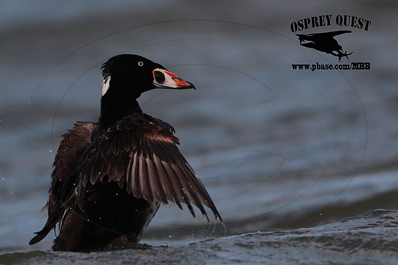 _M5A2105 Surf Scoter.jpg