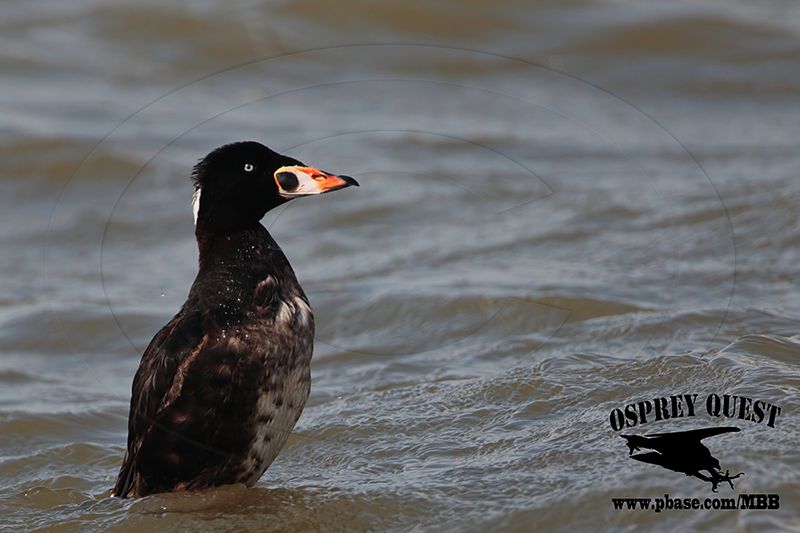 _M5A2185 Surf Scoter.jpg
