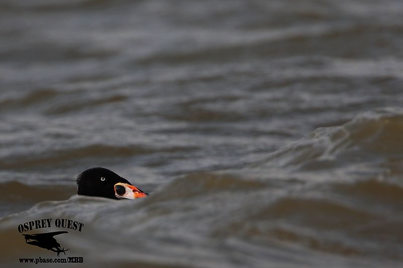 _M5A2243 Surf Scoter.jpg