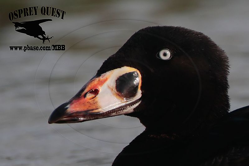 _M5A2775 Surf Scoter HEAD.jpg
