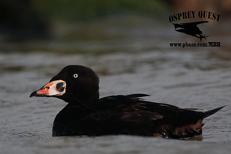 _M5A2776 Surf Scoter.jpg