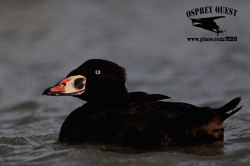 _M5A3210 Surf Scoter.jpg