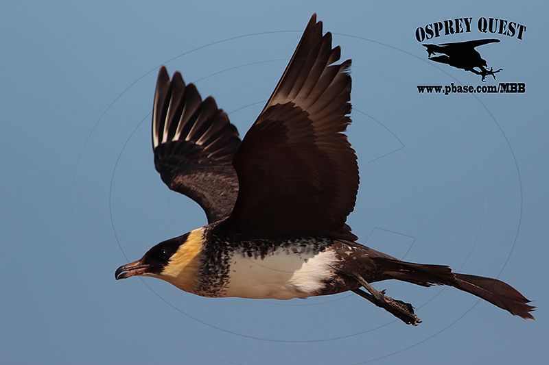 _M5A0815 Pomarine Jaeger.jpg