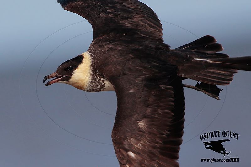 _M5A1343 Pomarine Jaeger.jpg