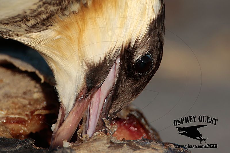 _M5A3671 Pomarine Jaeger.jpg
