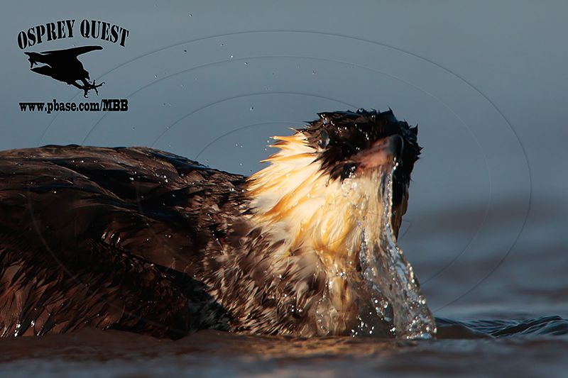 _M5A4462 Pomarine Jaeger.jpg
