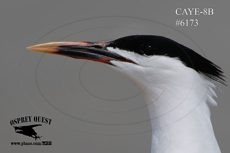 _M5A6173 CAYE-8B Cayenne-type Tern.jpg