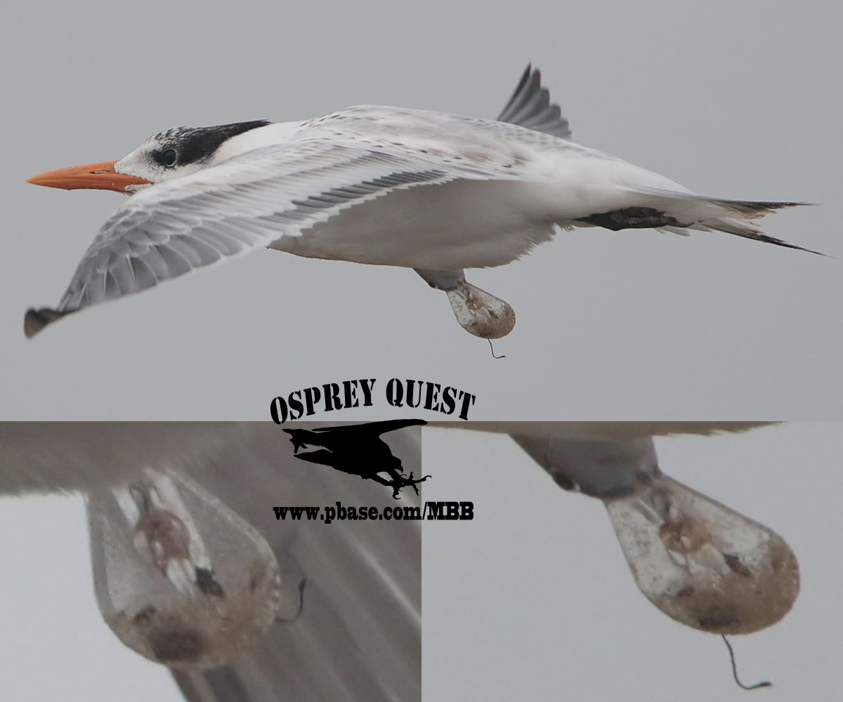 Royal Tern with mysterious conjoined head on its body flank.jpg