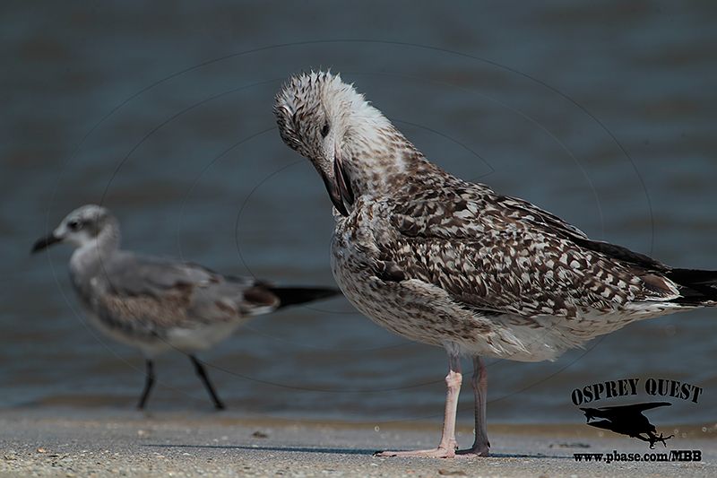 _X1D3492 Great Black-backed Gull.jpg