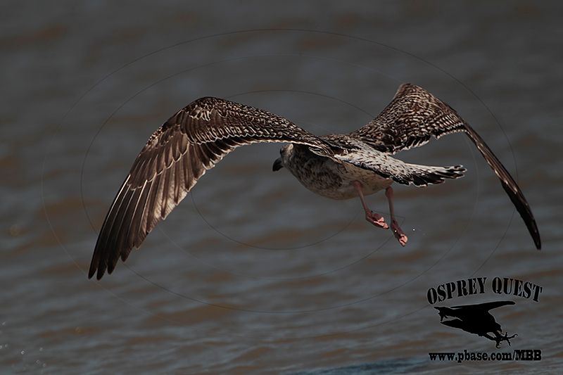 _X1D3666 Great Black-backed Gull.jpg