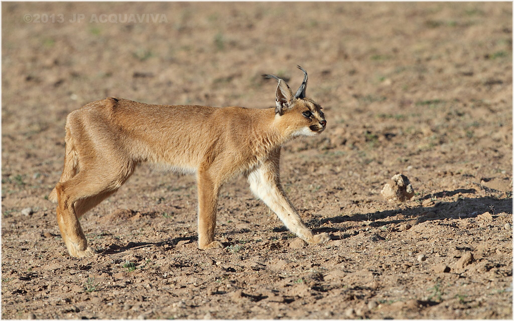 Caracal 2.JPG