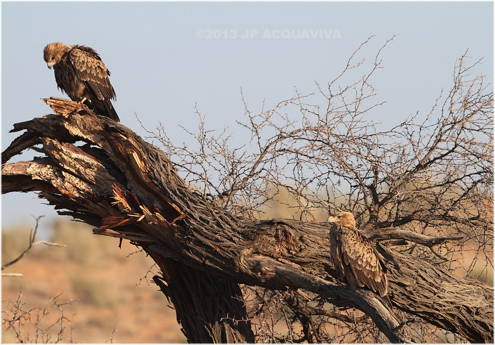 Aigle ravisseur - twin tawny eagles.JPG