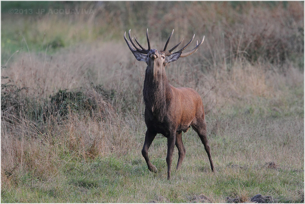 Brame 2013 - Red deer rut.JPG