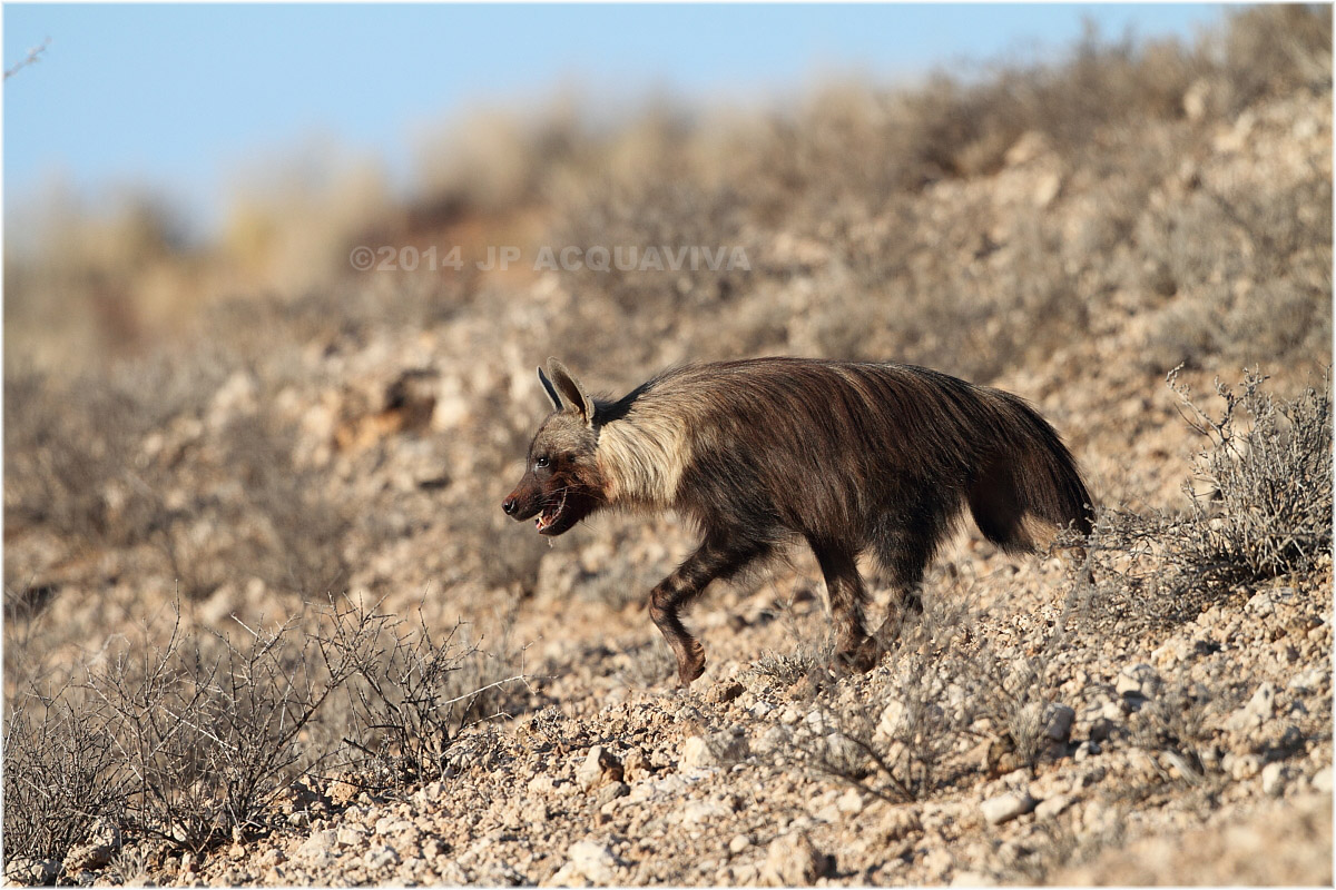 hyne brune - brown hyena