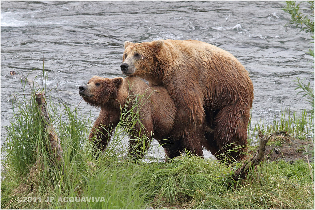 Accouplement ours bruns - Brown bear mating.JPG