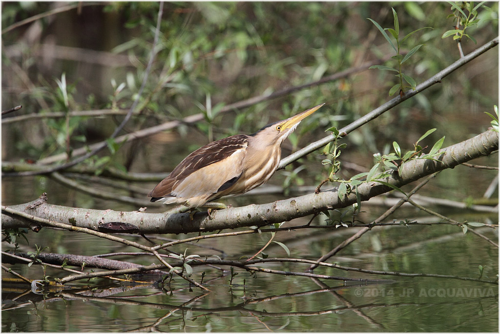 Blongios nain Vaugrenier - Little bittern