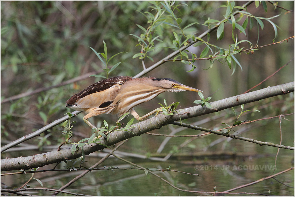 Blongios nain - Little bittern 452.JPG