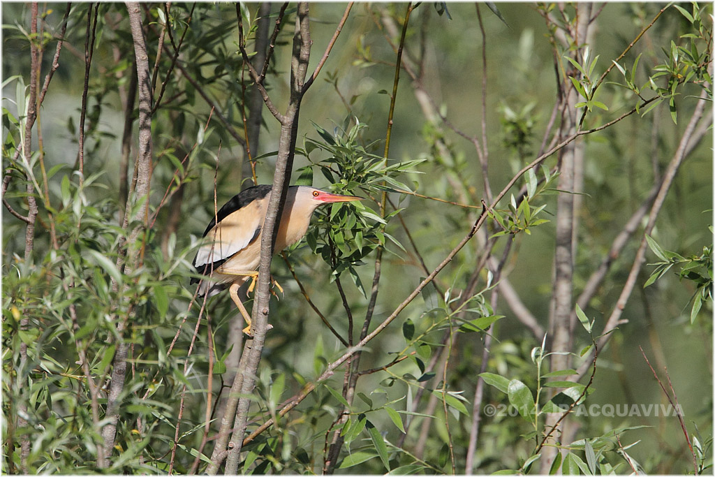 Blongios nain mle - Little bittern.JPG