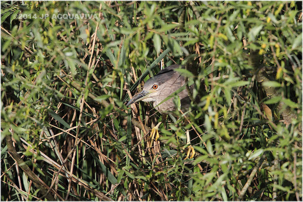 Bihoreau gris - Black-crowned night heron 1.JPG