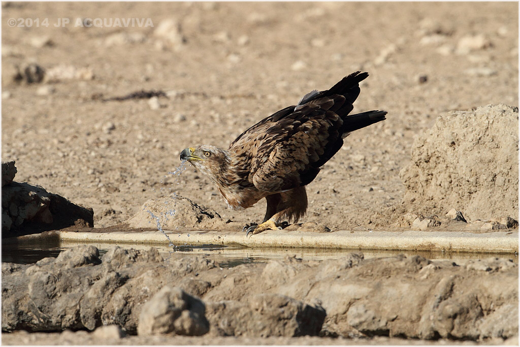 aigle ravisseur - tawny eagle