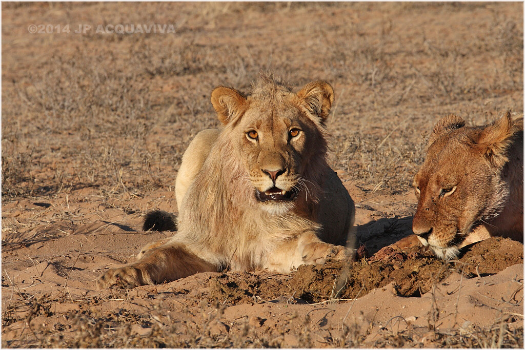 subadult lion 7567