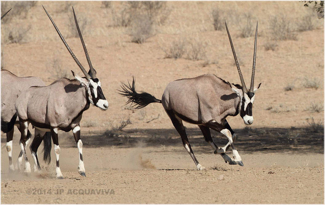 oryx 3916.JPG