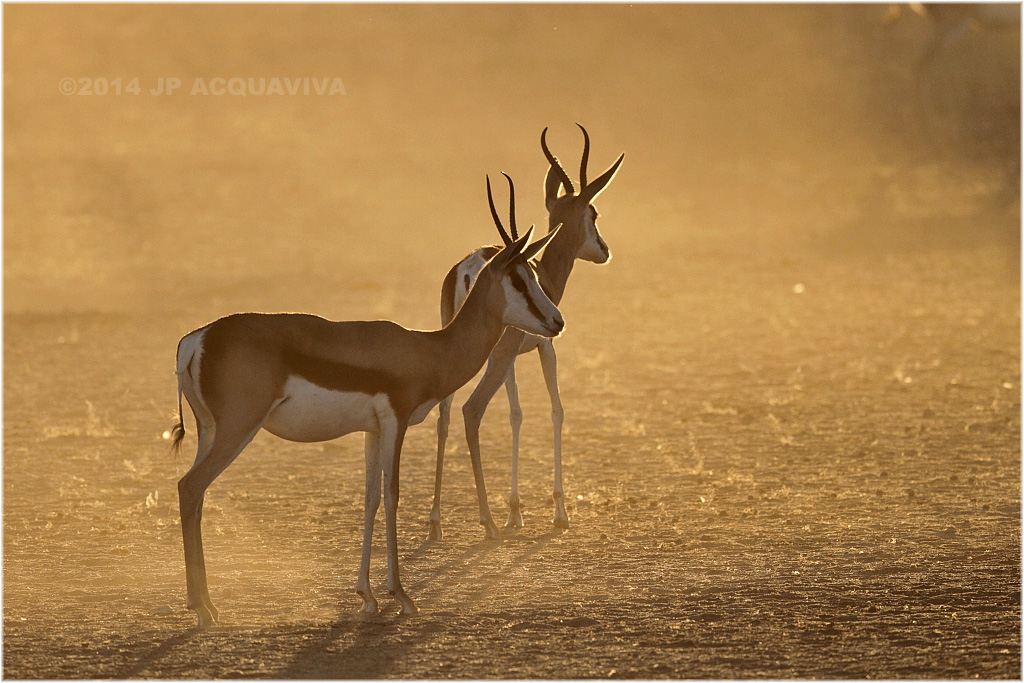 springbok 4166.JPG