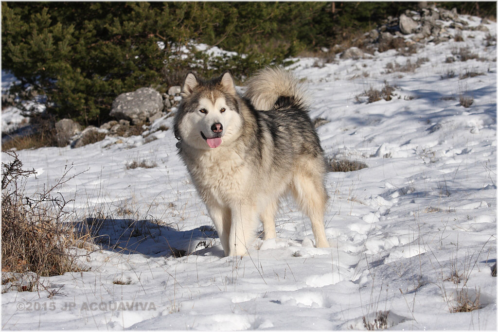 Premire neige 2015 - First snow 2015