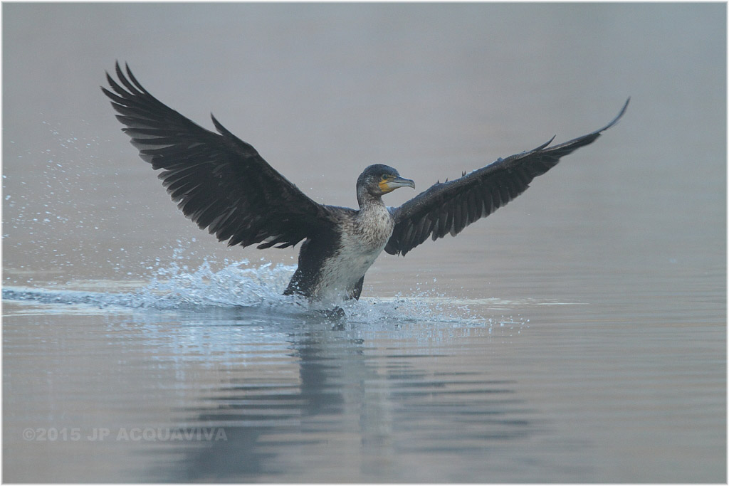 cormoran dans la brume - cormorant in the mist