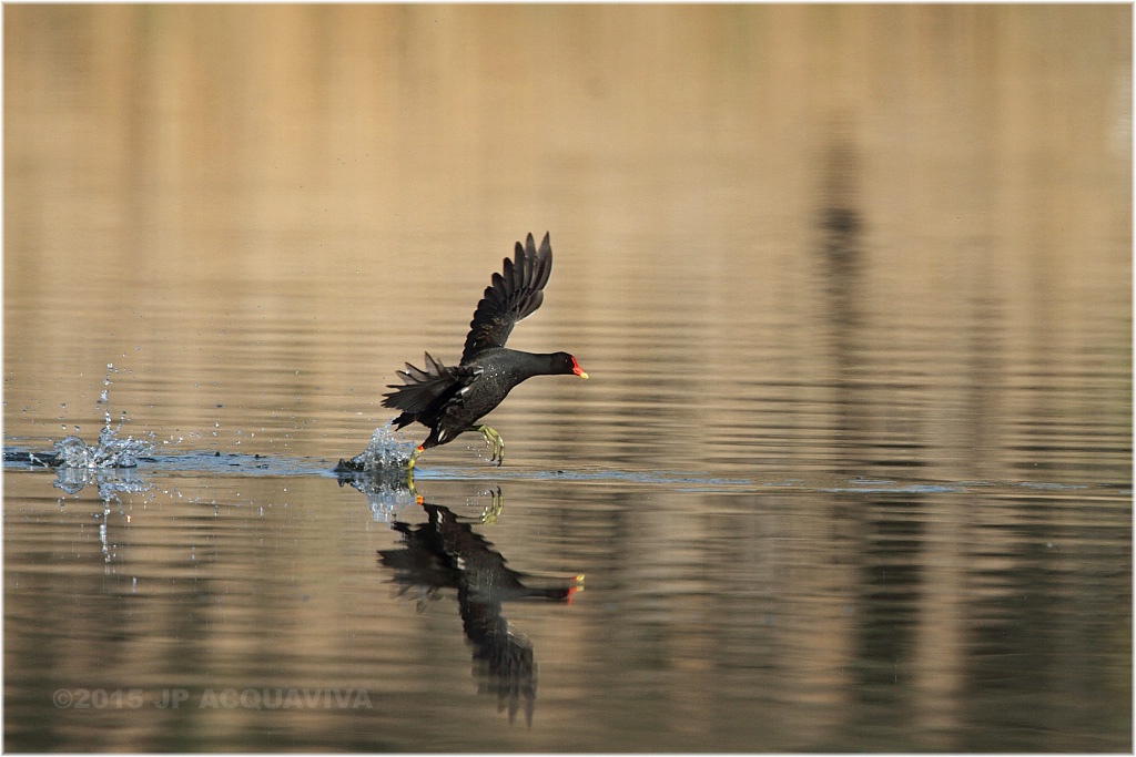 gallinulle - common moorhen.JPG