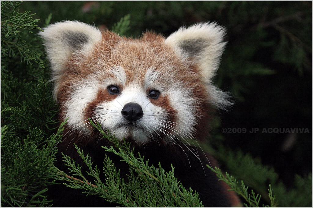 petit panda - lesser panda 030.JPG