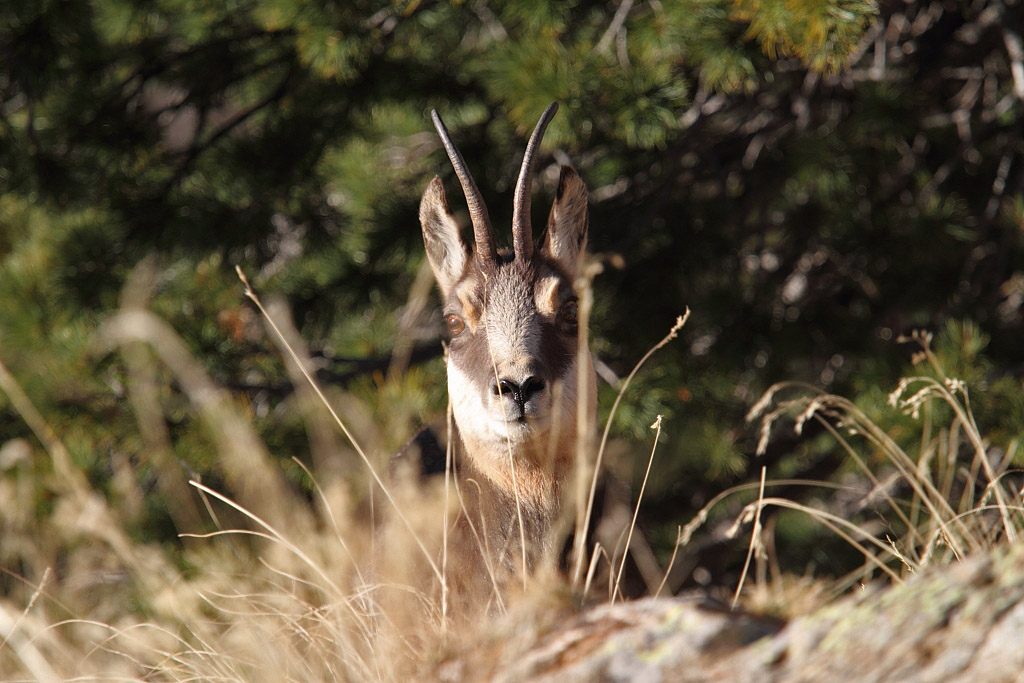 Chamois  8937.JPG