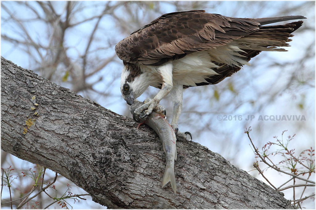 balbuzard - osprey_9988.JPG