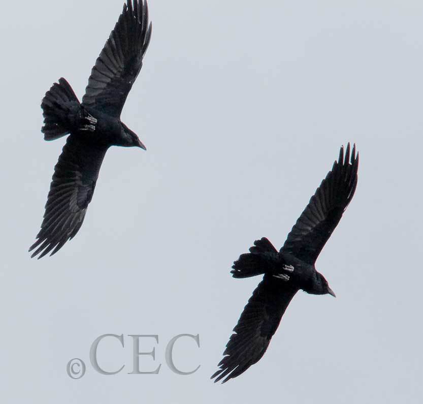 Crow breeding season flight display _EZ32451 copy.jpg