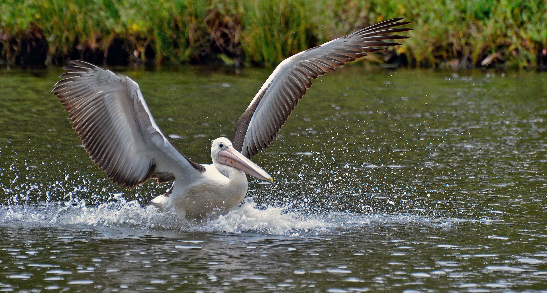 Pelican splashdown!