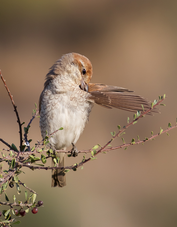  Red backed Shrike -female